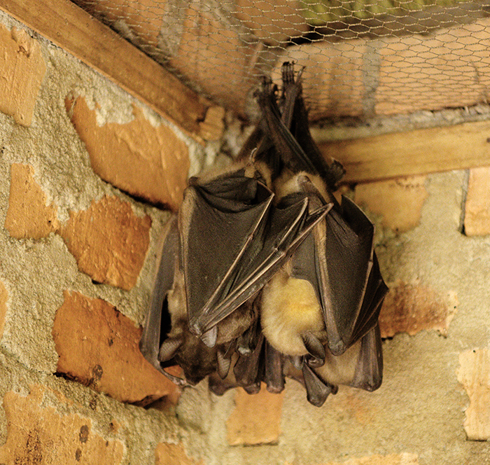 Fruit bats